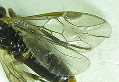 Pristiphora abietina