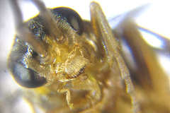 Pristiphora abietina