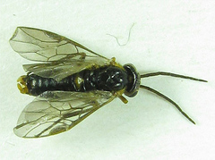 Pristiphora abietina