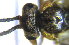 Pristiphora abietina