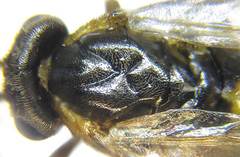 Pristiphora abietina