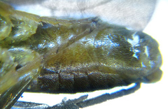 Pristiphora abietina