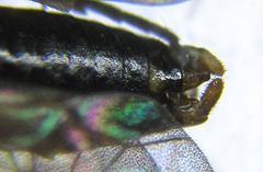 Pristiphora abietina