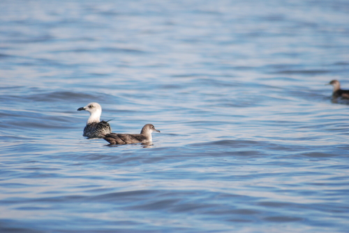 Pardela balear (Puffinus mauretanicus)