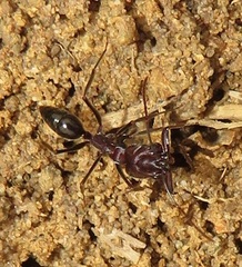 Odontomachus assiniensis