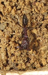Odontomachus assiniensis