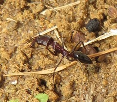 Odontomachus assiniensis