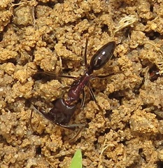 Odontomachus assiniensis