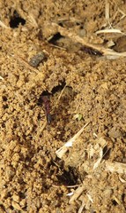 Odontomachus assiniensis