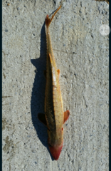 Scaphirhynchus platorynchus