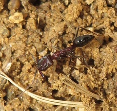 Odontomachus assiniensis
