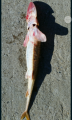 Scaphirhynchus platorynchus