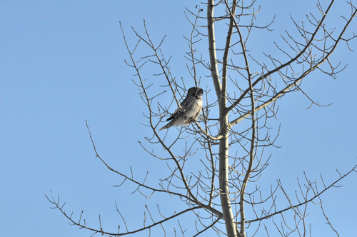 Northern Hawk Owl