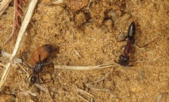 Odontomachus assiniensis
