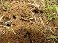 Odontomachus assiniensis