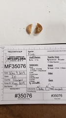 Pseudoomphalina compressipes