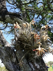Tillandsia ixioides