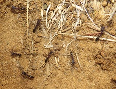 Odontomachus assiniensis