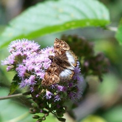 Noctuana lactifera