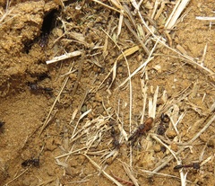 Odontomachus assiniensis