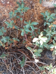 Vaccinium uliginosum