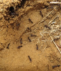 Odontomachus assiniensis