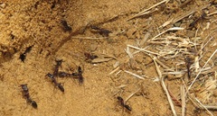 Odontomachus assiniensis