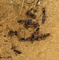 Odontomachus assiniensis