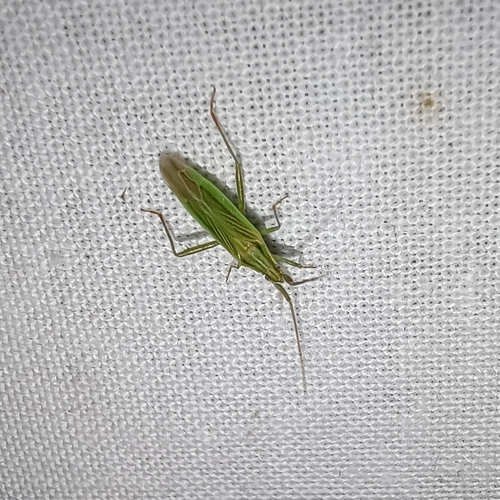 Two-spined Grass Bug, 9451 AA Rolde, Netherlands, photo 9 of 10