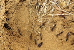 Odontomachus assiniensis