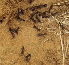 Odontomachus assiniensis