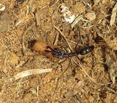 Odontomachus assiniensis
