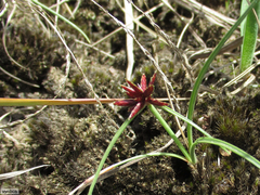Cyperus rupestris rupestris