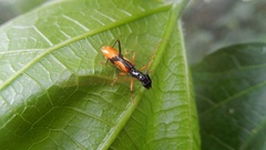 Gnomidolon elegantulum