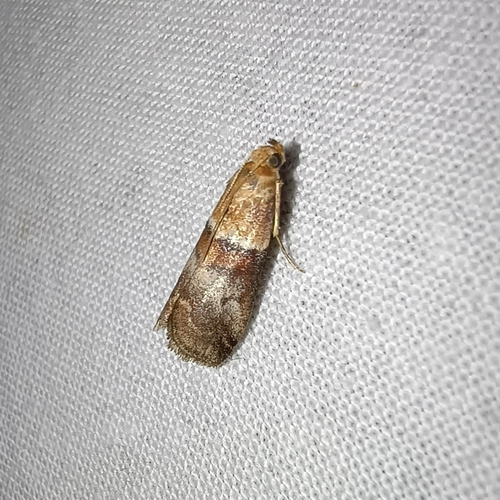 Warted Knot-horn, 9451 AA Rolde, Netherlands, photo 9 of 10