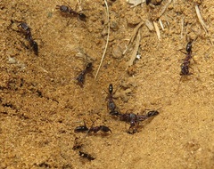 Odontomachus assiniensis