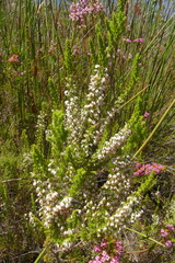 Erica penicilliformis