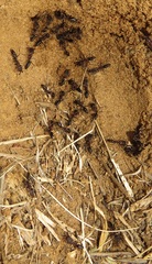 Odontomachus assiniensis