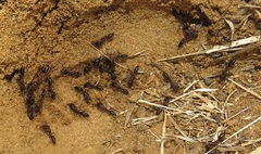 Odontomachus assiniensis