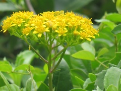 Senecio pleistocephalus
