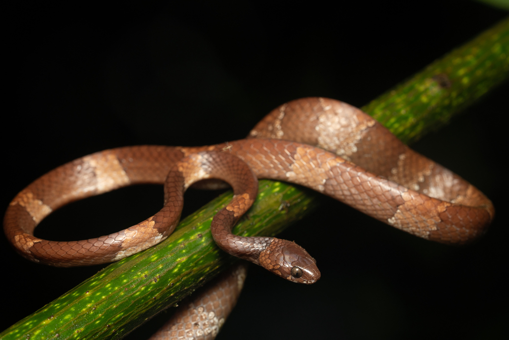 Hidden Snail-Eating Snake