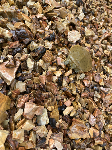 Apalone spinifera