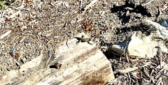 Sceloporus occidentalis