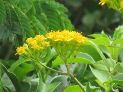 Senecio pleistocephalus