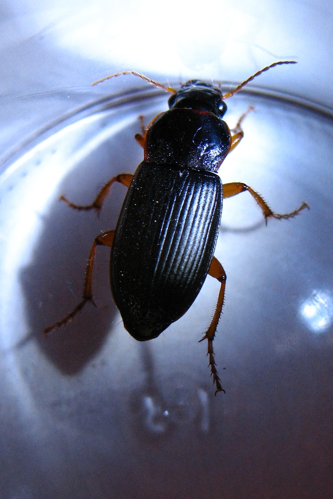 Strawberry Seed Beetle