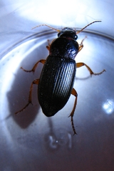 Strawberry Seed Beetle