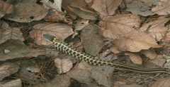 Thamnophis cyrtopsis collaris