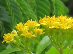 Senecio pleistocephalus
