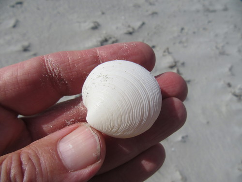 Dosinia maoriana, 2019-11-08