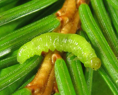 Pristiphora abietina